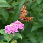 Butterflies are important pollinators