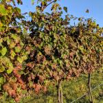 Cabernet Franc vines showing symptoms of gravevine leafroll disease. 