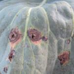 Alternaria lesions are dark brown to black, form in concentric rings, and have papery centers.  Shown here on cabbage leaf.