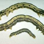 Three fall cankerworm larvae. Note the 3 pairs of prolegs. 