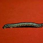 A spring cankerworm caterpillar. Note the 2 pairs of prolegs.