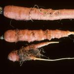 Root knot nematode in carrot. Photo: R. L. Wick