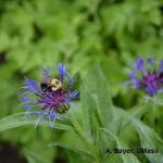 Bee on Centaurea flower (Bachelor's Button)