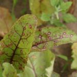 Cercospora leaf spot on beet. Photo: UMass Extension Vegetable Program