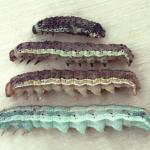 Corn earworm larvae, showing the range of colors. Photo: R. Clark II