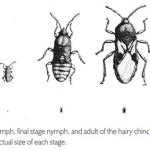 Chinch Bug Life Stages