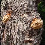 Fruiting bodies of Climacodon emerging from the lower trunk of sugar maple (Acer saccharum)