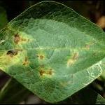 Symptoms of Halo Blight initially appear as water-soaked spots that enlarge