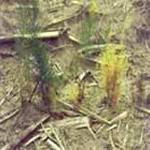 Symptoms of Fusarium include  stunting, yellowing, wilting, and crown rot