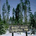 National Forest land in Idaho where repeated droughts stressed lodge poles pines and invited bark beetle attack. The sign indicates that logging was not a result of tree loss here. (Photo: R. Childs)
