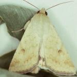 Corn earworm moth. Photo: D. Ferro