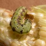 Corn earworm larva. Photo: R. Hazzard