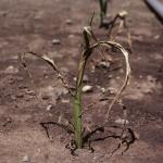 Systemic seedling wilt, caused by Stewart’s wilt. Photo: R. L. Wick