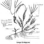Large Crabgrass