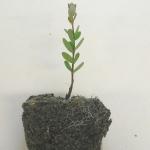 Single young cranberry upright propagated in small container showing soil and roots.