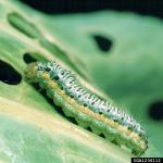 Cross-striped cabbageworm. Photo: Thomas Kuhar, Virginia Tech