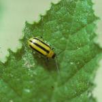 Striped cucumber beetle. Photo: D. Ferro