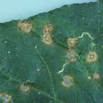 Anthracnose leaf spots on cucumber. Photo: R. L. Wick