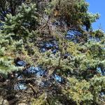Branch dieback caused by Cytospora canker in the canopy of a blue spruce (Picea pungens)