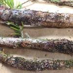 Splitting cankers with rough callus tissue and hardened resin are common symptoms of Cytospora canker
