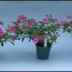 Calibrachoa growing in Fafard 3B and two types of composted cranberry pomace