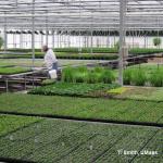 Banker plants and other biological control being used at D&D Farms