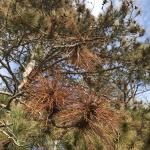 Needle and shoot blight caused by Diplodia sapinea on Ponderosa pine (Pinus ponderosa). Photo by N. Brazee