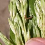 ECB 2nd instar larva on corn tassel