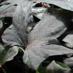 Intumescence on Ipomoea (Sweet Potato Vine) 'Blackie'