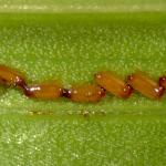 Lily Leaf Beetle Eggs