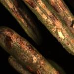 Close-up of elongate hemlock scale on hemlock and fir needles. Photo: Tawny Simisky