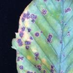 Figure 1: Elm anthracnose leaf spots are black and raised