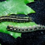 Two similar caterpillars: the one on the top is the eastern tent caterpillar (note the white stripe). The caterpillar on the bottom is the Forest tent caterpillar (note the white "foot print" markings). (Photo: R. Childs)