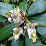 Large and distorted Exobasidium galls on rhododendron. Photo by N. Brazee