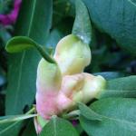 Exobasidium leaf galls on rhododendron that appear cream-colored to pink. Photo by N. Brazee