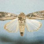 Fall armyworm adult moth. Photo: D. Ferro