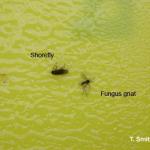 Adult Fungus gnat