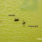 Comparing shore fly and fungus gnat