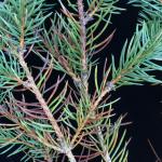Diseased one- and two-year-old needles on a blue spruce (P. pungens). Needles on this host often appear purple before becoming brown to straw-colored. Photo by N. Brazee.