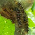 Fig. 3 - Lymantria dispar (spongy moth) caterpillars (Photo: T. Simisky)