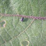 Adult flea beetle on eggplant leaf.