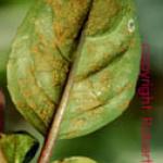 Rust Pustules on the Bottom of a Fuchsia Leaf