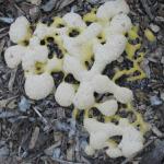 Slime mold growing on mulch