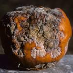 Fusarium fruit rot on pumpkin. Photo: R. L. Wick
