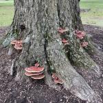 Numerous shelf-like conks of Ganoderma sessile at the base of a northern red oak (Quercus rubra) on the UMass campus. Photo by N. Brazee