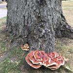 Large annual conk of Ganoderma sessile on the root flare of an old pin oak (Quercus palustris). Photo by N. Brazee
