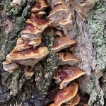 Several overlapping, shelf-like conks of Ganoderma sessile on the lower trunk of a sugar maple (Acer saccharum). Photo by N. Brazee