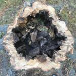 Advanced decay in the base of a pin oak (Quercus palustris) caused by Ganoderma sessile. Photo by N. Brazee