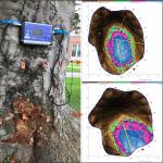 Sonic tomograms captured at heights of 70 and 120 cm above the soil line on the lower trunk of a European beech (Fagus sylvatica; DBH = 127 cm/ 50 in.) infected by Ganoderma applanatum. Areas depicted as violet and blue represent decaying wood tissue, while the yellow lines represent cracks. Photos by N. Brazee
