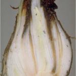 Symptoms of Ditylenchus infection within a garlic bulb. Photo: Central Science Laboratory, Harpenden, British Crown, Bugwood.org